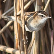 adulto, Valle Vecchia (VE), 19.03.2013