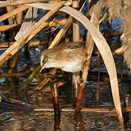adulto, Peschiera del Garda (VR), 15.01.2017