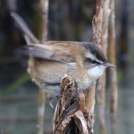adulto, Peschiera del Garda (VR), 2.02.2016