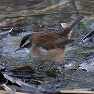 adulto, Peschiera del Garda (VR), 15.01.2017