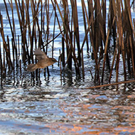 adulto, Peschiera del Garda (VR), 15.01.2017