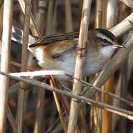 adulto, Valle Vecchia (VE), 19.03.2013