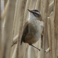 adulto, Valle Vecchia (VE), 28.03.2018