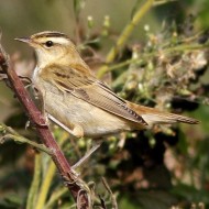 Valle Paliaga (VE), 24.09.2011