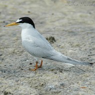 adulto in abito riproduttivo, giugno