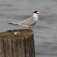 adulto in abito riproduttivo, Cornio (PD), 25.05.2008