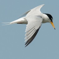 adulto in abito riproduttivo, maggio