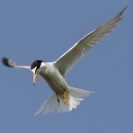 adulto in abito riproduttivo, Mestre (VE), 26.05.2010