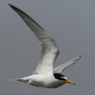 adulto in abito riproduttivo, giugno