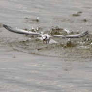 giovane, Sacca di Scardovari (RO), 26.07.2014