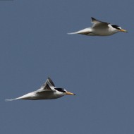 adulti in abito riproduttivo, giugno