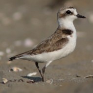 maschio, Alberoni (VE), 16.07.2009