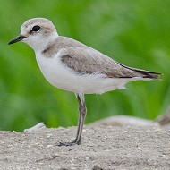 femmina in abito riproduttivo, giugno