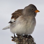 adulto in abito invernale, Bocca di Selva - Lessinia (VR), 13.02.2016