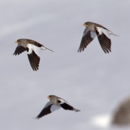 adulti in abito invernale, Bocca di Selva - Lessinia (VR), 1.02.2013