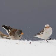 fringuello alpino (a sn) con zigolo delle nevi, Bocca di Selva - Lessinia (VR), 15.02.2014