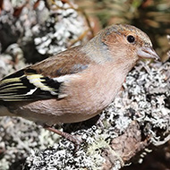 maschio in abito invernale, ottobre