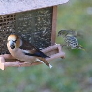 maschio con lucherino, Favaro Veneto (VE), 23.03.2018