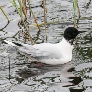 adulto in abito riproduttivo, maggio