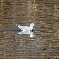 2cy (1� inverno), Verona, 27.02.2019