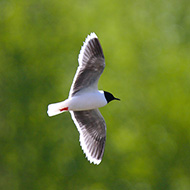 adulto in abito riproduttivo, giugno