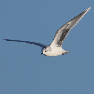 adulto in abito invernale, Tessera (VE), 31.10.2018