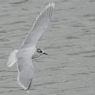 adulto in abito di transizione, marzo