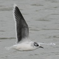 adulto in abito di transizione, marzo