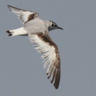 2cy, Tessera (VE), 18.05.2014