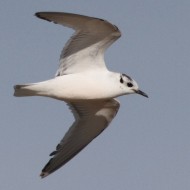 2cy, Ca' Noghera (VE), 21.05.2013