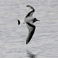 2cy (1� inverno), Garda (VR), 15.01.2017