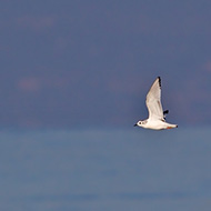 1cy (1� inverno), Pacengo (VR), 7.12.2013