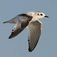 1� inverno, Tessera (VE), 13.10.2007