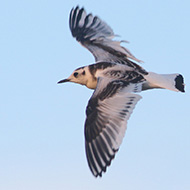 giovane, Mestre (VE), 7.10.2015