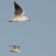 1cy con gabbiano comune, Tessera (VE), 13.10.2007