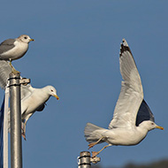 gavina, gabbiano pontico e probabile ibrido gabbiano reale x pontico, tutti adulti in abito invernale - Garda (VR), 23.12.2018
