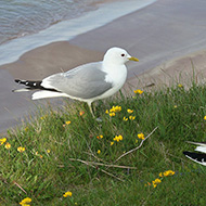 gavina e gabbiano comune, entrambi in abito riproduttivo, giugno