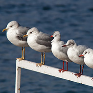 gavine e gabbiani comuni, tutti adulti in abito invernale, Brenzone (VR), 21.02.2010