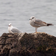 gavina 2cy e gabbiano comune adulto in abito invernale, Punta San Vigilio (VR), 9.01.2011
