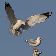gavina e gabbiano comune, entrambi adulti in abito invernale, Garda (VR), 23.12.2018