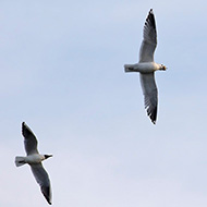 gavina 3cy e gabbiano comune adulto in abito riproduttivo, Verona, 3.03.2019