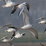 gavine e gabbiani comuni di et� e abiti diversi, Sacca di Scardovari (RO), 12.03.2016