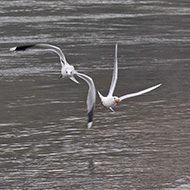 gavina con gabbiani comuni, Verona, 26.12.2018