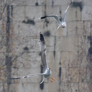 gavina adulta in abito invernale con gabbiano reale 2cy, Verona, 26.12.2018