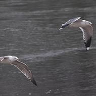 gavina adulta in abito invernale (a ds) con gabbiano reale 2cy, Verona, 26.12.2018