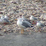 gabbiano reale e gabbiani comuni, Verona, 8.12.2002