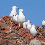 gabbiani reali e gabbiani comuni, Venezia, 3.02.2013