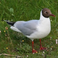 adulto in abito riproduttivo, giugno