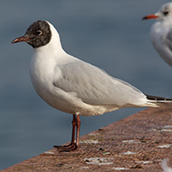 adulto in abito di transizione, Peschiera del Garda (VR), 18.11.2012