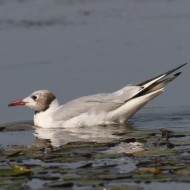 adulto in abito di transizione, Vallesina (VE), 14.08.2012